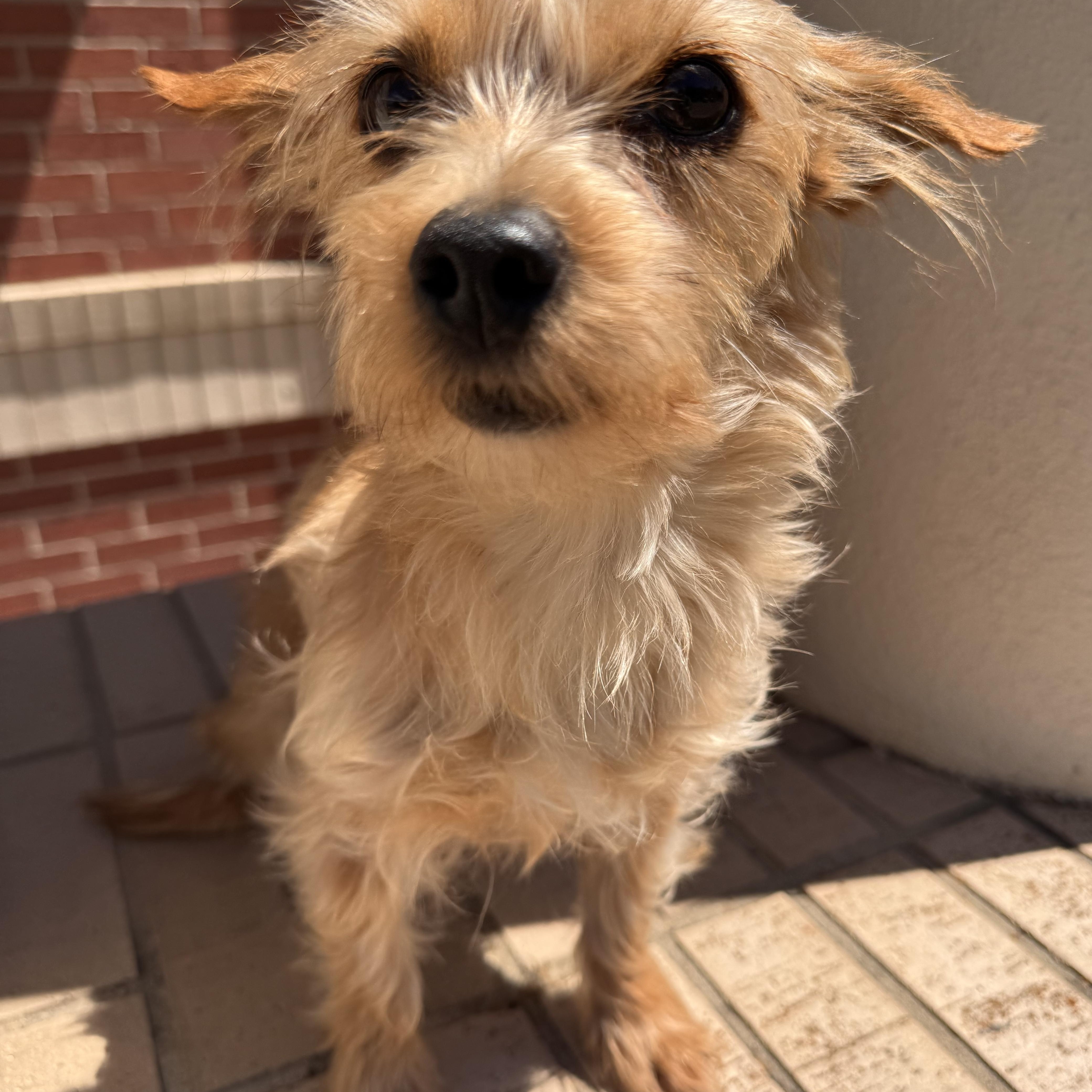 An adult small-sized male Shih Tzu dog named Fluffy for adoption in Sugar Land, TX