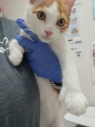 A baby medium-sized male Domestic Short Hair cat named Toeny Hawk for adoption in Sacramento, CA