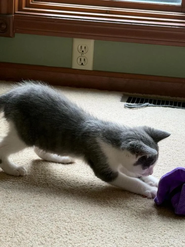 A baby small-sized male Gray & White Domestic Medium Hair cat named Graham for adoption in Lorain, OH