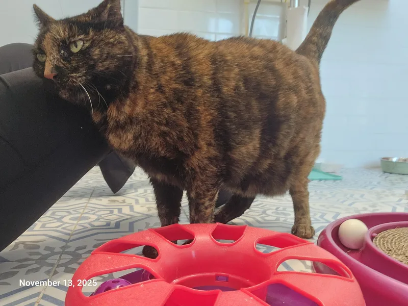 Hope Davis thumbnail 2