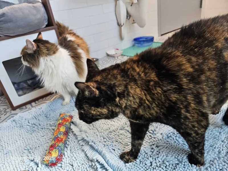 Hope Davis thumbnail 5