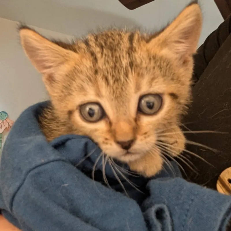 A baby small-sized male Brown / Chocolate Domestic Short Hair cat named Stevie for adoption in Long Beach, CA