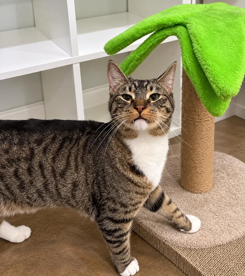 A young medium-sized male Domestic Short Hair cat named Pickle for adoption in Millington, TN