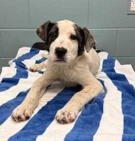 An adult large-sized male Shepherd dog named Dexter for adoption in Kansas City, MO