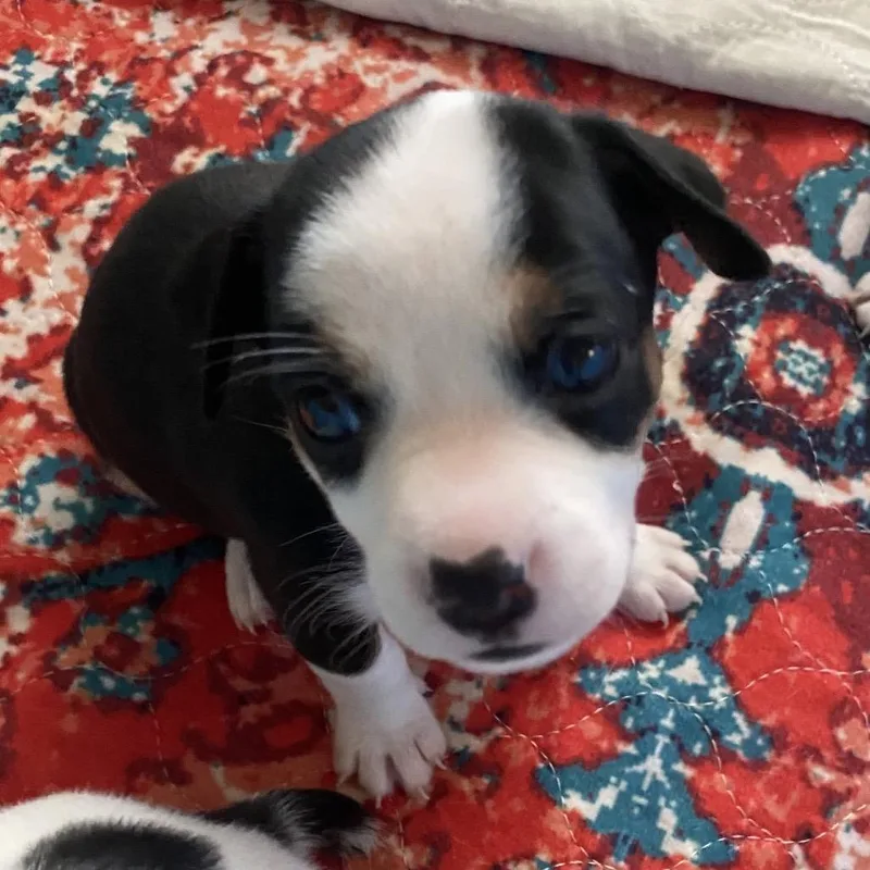 A baby small-sized male Black Jack Russell Terrier dog named Blaze for adoption in Allen, TX