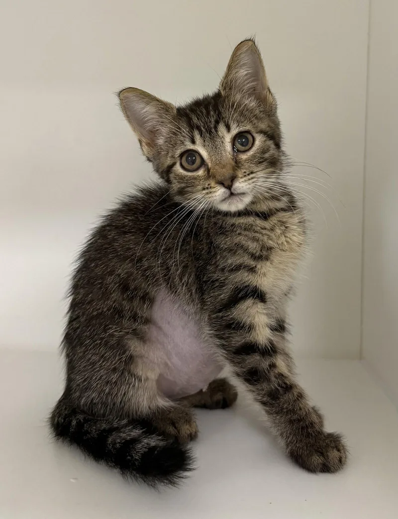 A young medium-sized female Domestic Short Hair cat named Shinedown for adoption in Satellite Beach, FL