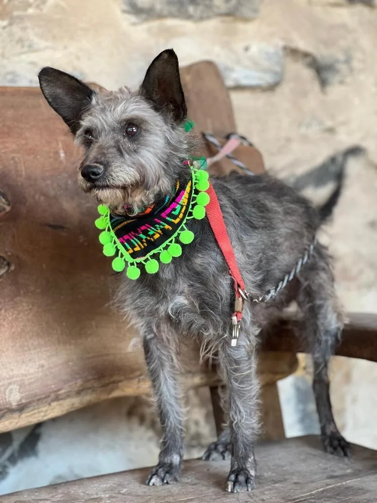 An adult small-sized male Gray / Blue / Silver Terrier dog named Carlitos for adoption in Gig Harbor, WA