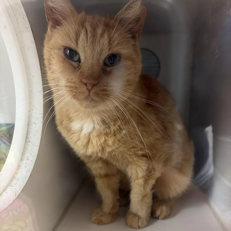 A senior small-sized female Orange / Red Domestic Short Hair cat named Nati for adoption in Philadelphia, PA