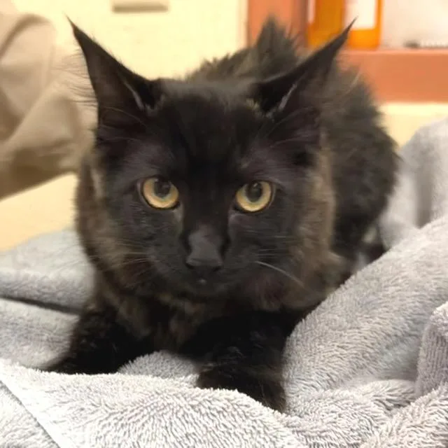 A baby small-sized female Tortoiseshell Domestic Long Hair cat named Nala for adoption in Springfield, MA