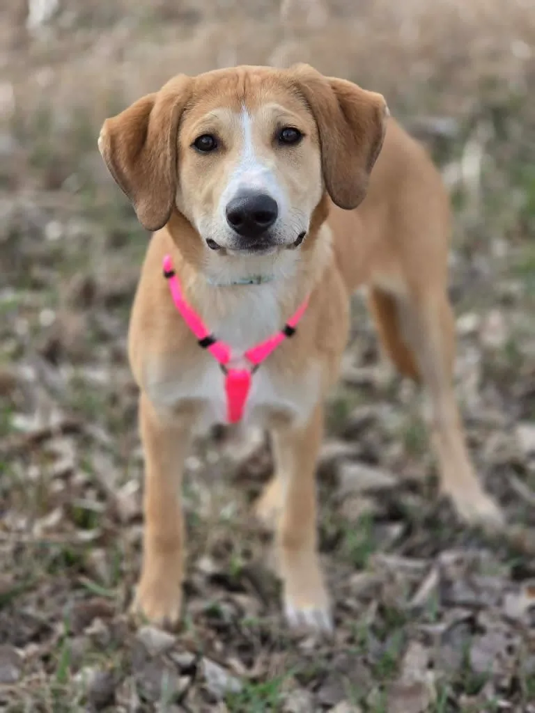 A baby large-sized female Great Pyrenees dog named Hattie for adoption in Savage, MN