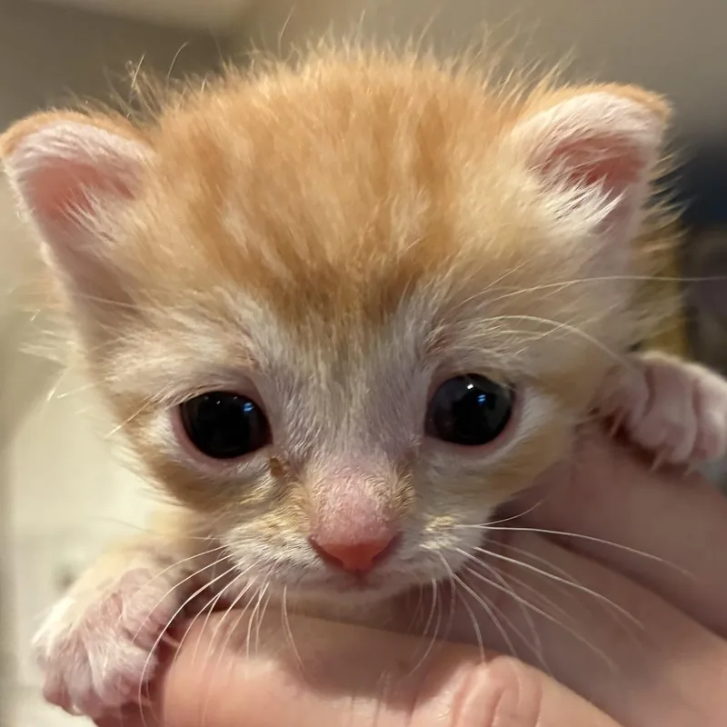 A baby small-sized male Orange / Red Domestic Short Hair cat named Mr. Petey for adoption in Grantsville, UT