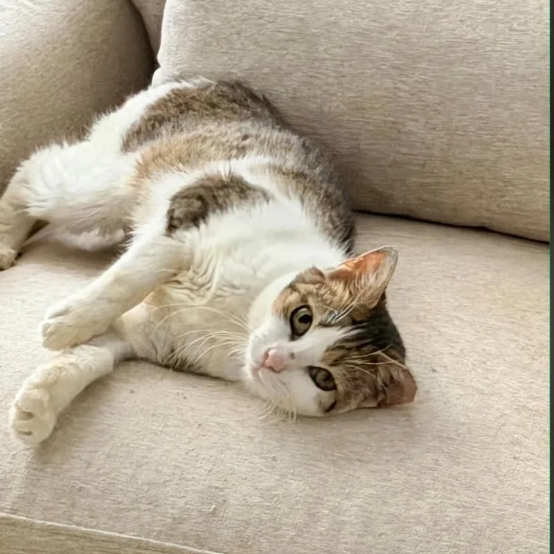 A young small-sized female Domestic Short Hair cat named Sandrine for adoption in Fairfax, VA