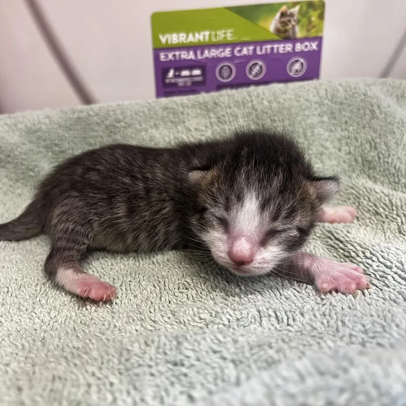 A baby small-sized male Black Domestic Short Hair cat named Ringo for adoption in Upland, CA