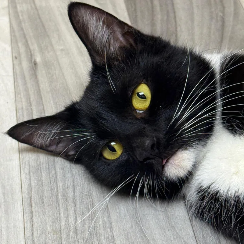 A young small-sized female Black Domestic Short Hair cat named Carol for adoption in Westport, CT