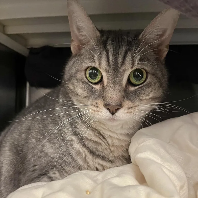 A senior large-sized male Domestic Short Hair cat named Rengar for adoption in Pittsburgh, PA