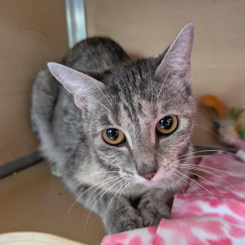 An adult medium-sized female Domestic Short Hair cat named Eggplant for adoption in Brookfield, WI