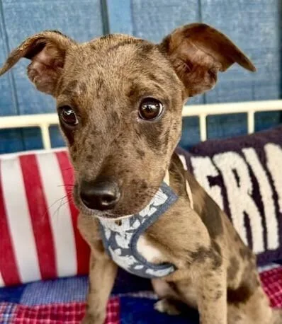 A baby medium-sized female Merle (Blue) Catahoula Leopard Dog dog named Babe Olive for adoption in Washington, DC