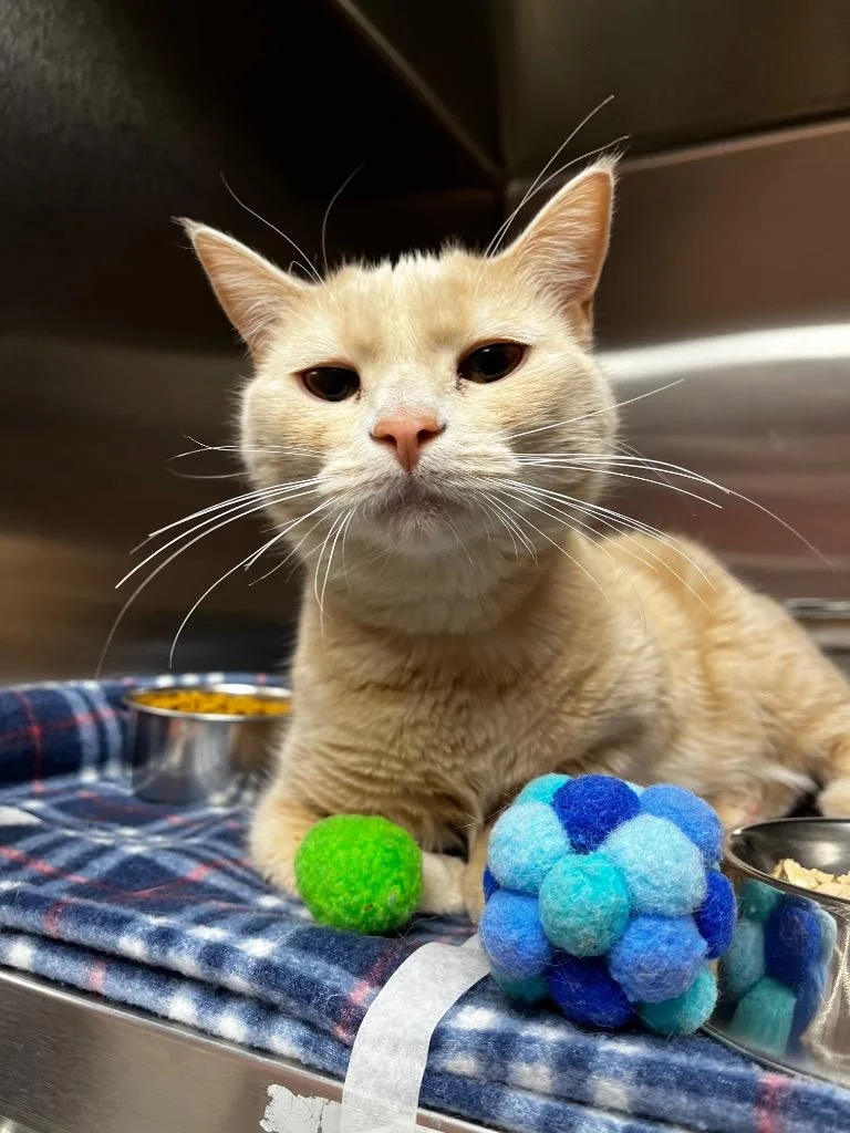 A young medium-sized female Domestic Short Hair cat named Cleo for adoption in Logan, UT