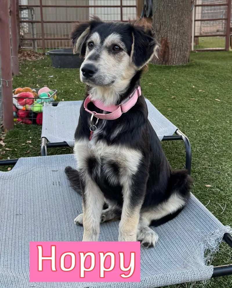 A young medium-sized female Australian Shepherd dog named Hoppy for adoption in Southlake, TX