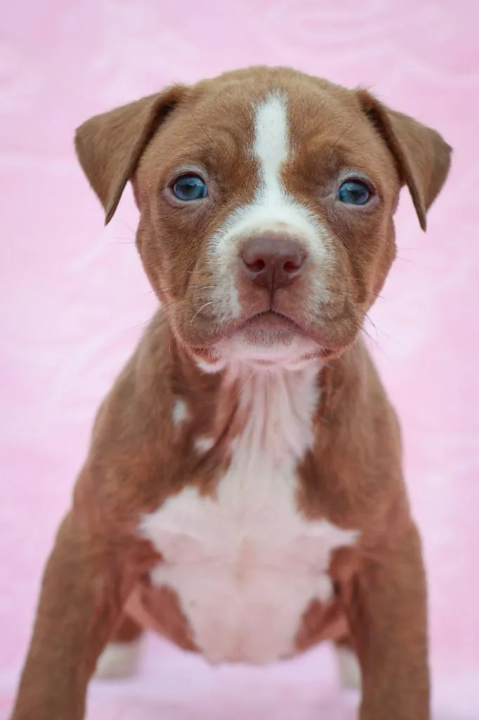 A baby small-sized female Mixed Breed dog named Christine for adoption in Columbia, TN