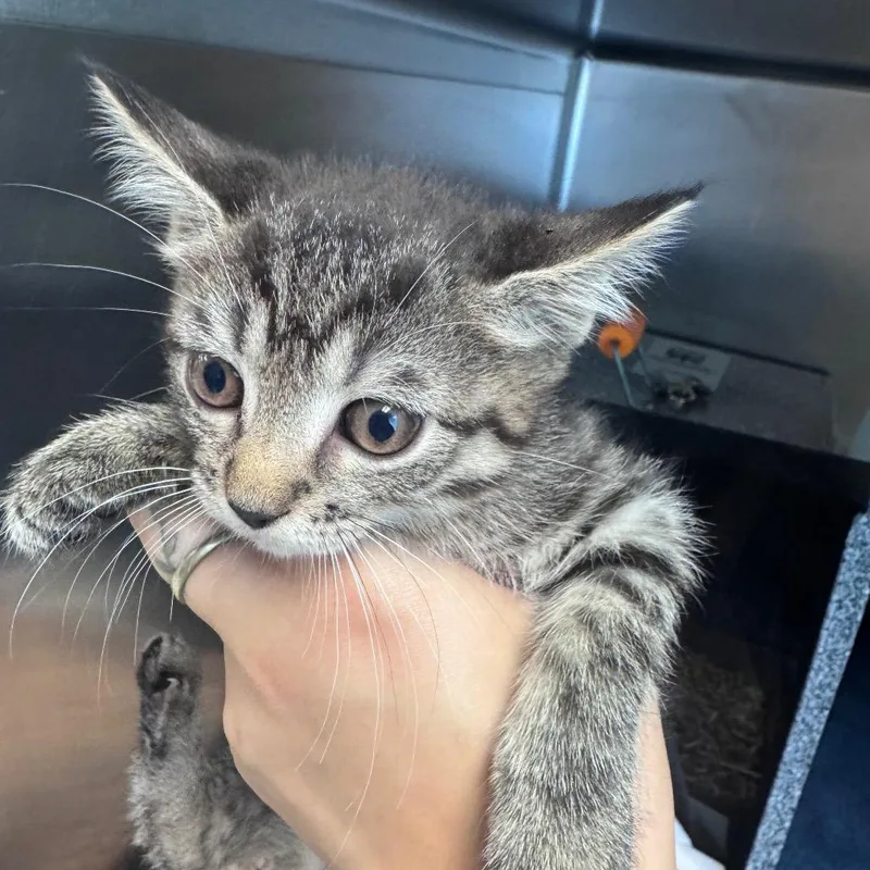A baby small-sized male Brown / Chocolate Domestic Short Hair cat named Josh for adoption in Birdsboro, PA