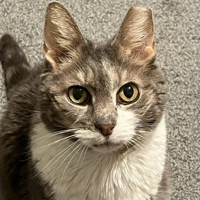 Mr. Lucky thumbnail 2