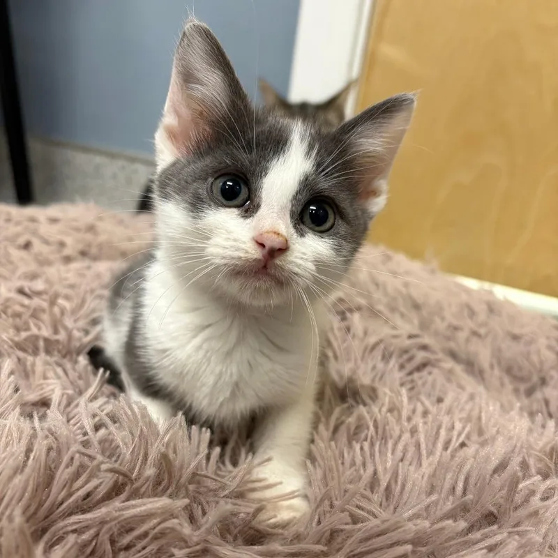 A baby small-sized male Gray / Blue / Silver Domestic Short Hair cat named Reed for adoption in North Branford, CT