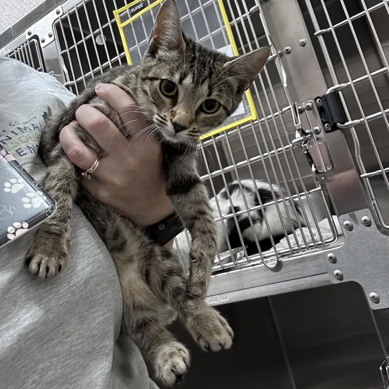 A baby small-sized female Gray / Blue / Silver Domestic Short Hair cat named Velvet for adoption in Morganton, NC