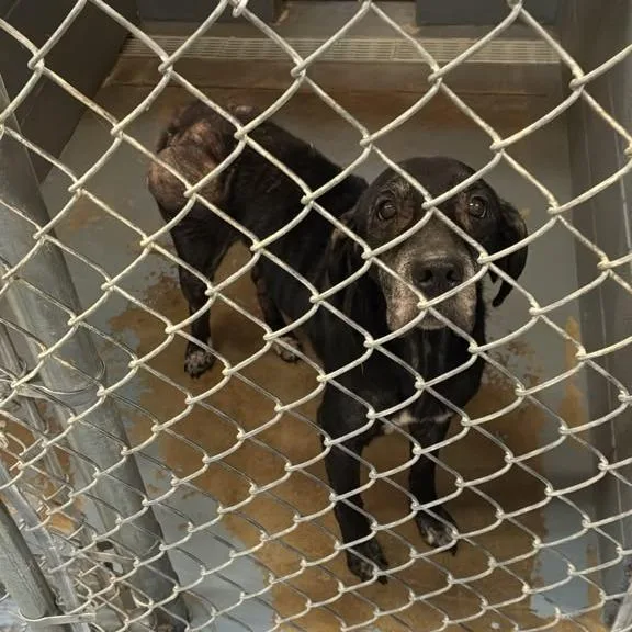 A senior medium-sized female Black Mixed Breed dog named Josie for adoption in Gadsden, AL
