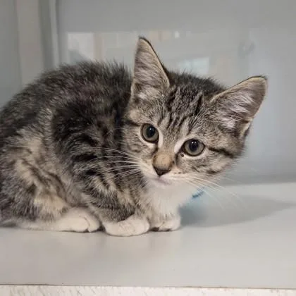 A baby small-sized female Domestic Short Hair cat named Sugar for adoption in Voorhees, NJ