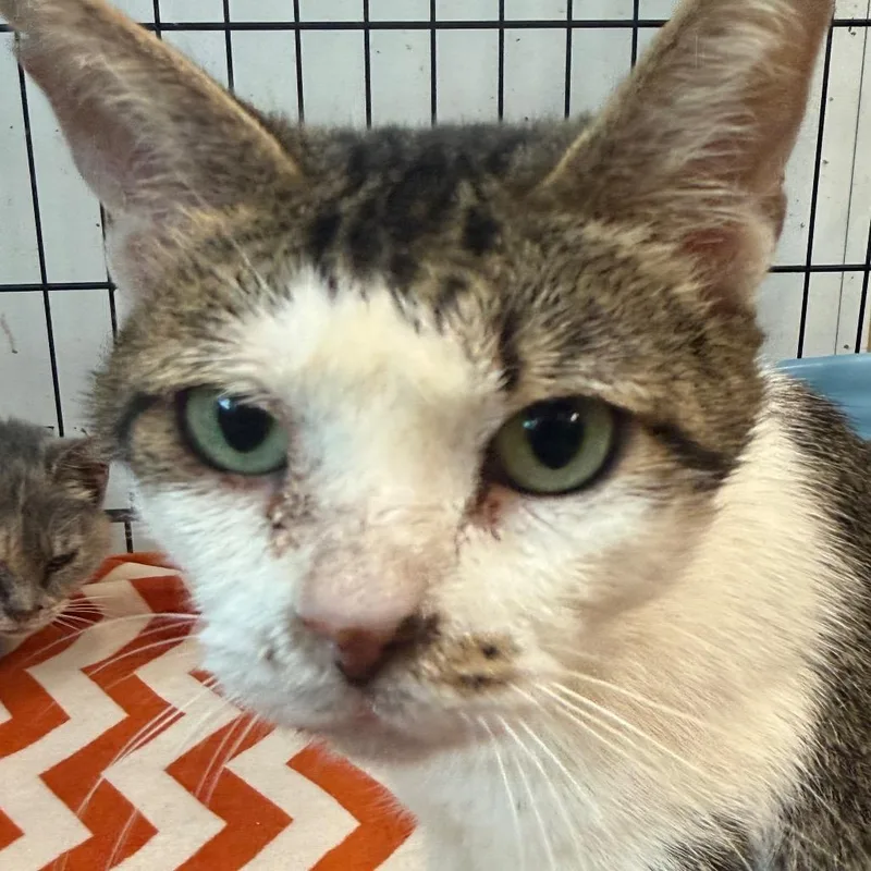 An adult medium-sized female White Domestic Short Hair cat named Morticia for adoption in Horn Lake, MS
