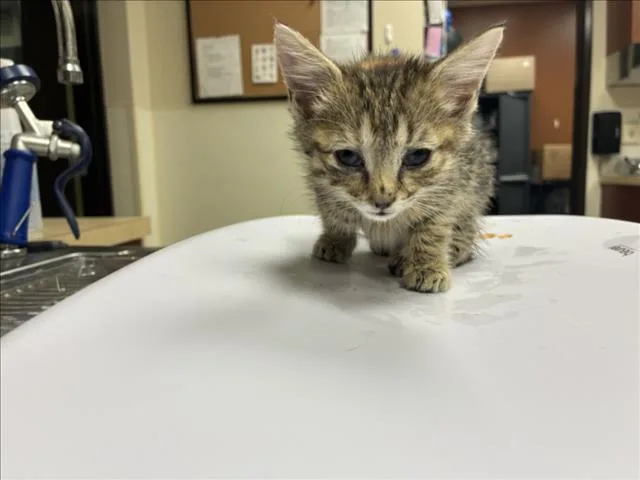 A baby small-sized female Domestic Short Hair cat named Ember for adoption in Chapel Hill, NC