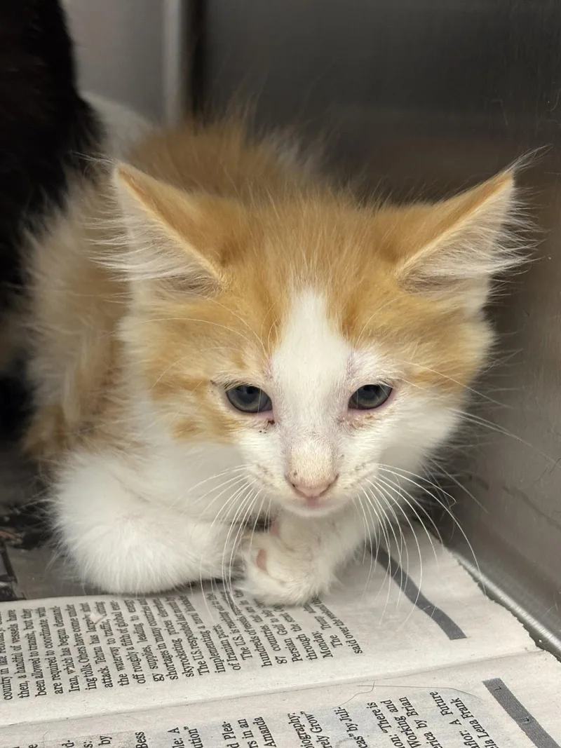A baby medium-sized male Orange & White Domestic Short Hair cat named Baby Osiris for adoption in Washington, DC