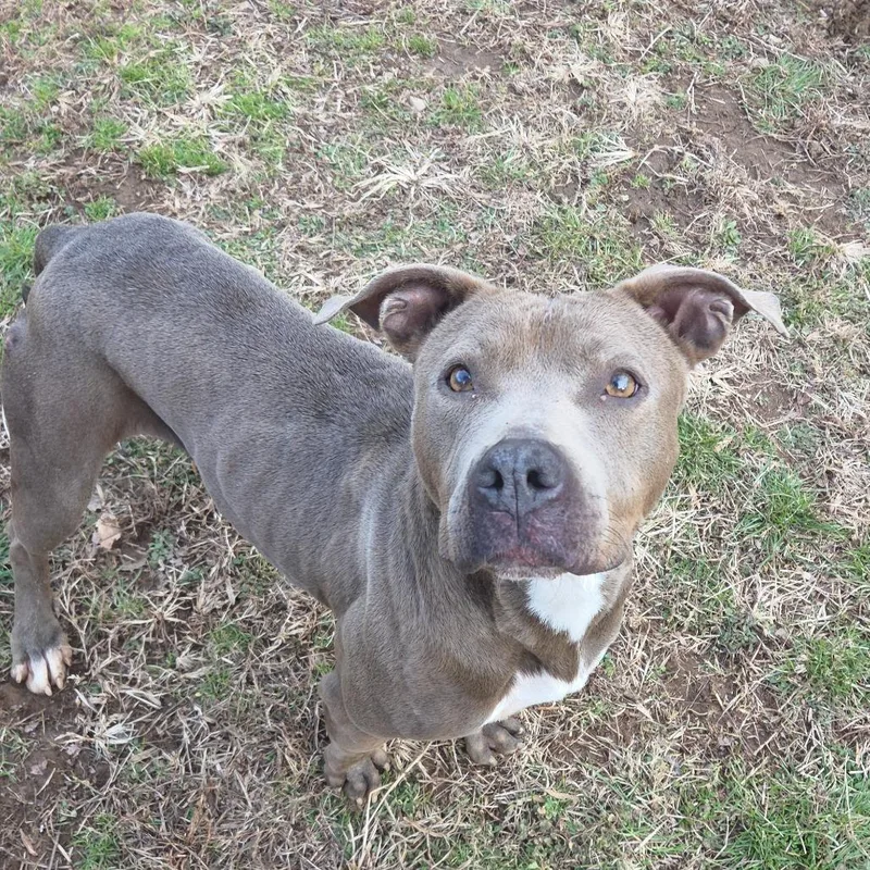 An adult medium-sized female Pit Bull Terrier dog named Nadia for adoption in Marble, NC