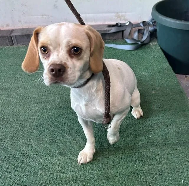 An adult medium-sized female Beagle dog named Princess for adoption in Baldwin Park, CA