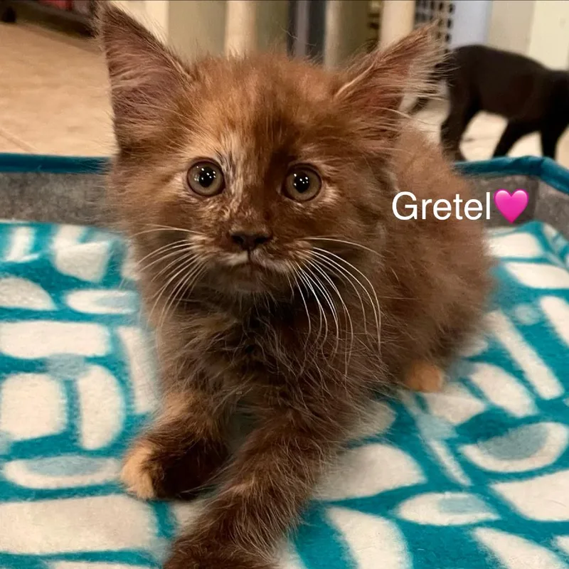 A baby small-sized female Tortoiseshell Domestic Medium Hair cat named Gretel for adoption in Peachtree City, GA