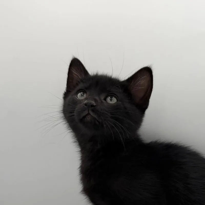 A baby medium-sized male Domestic Short Hair cat named Pork Rice Bowl for adoption in State College, PA