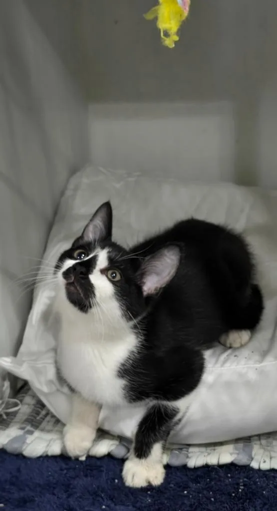A baby small-sized male Domestic Short Hair cat named Kennedy for adoption in Kell, IL