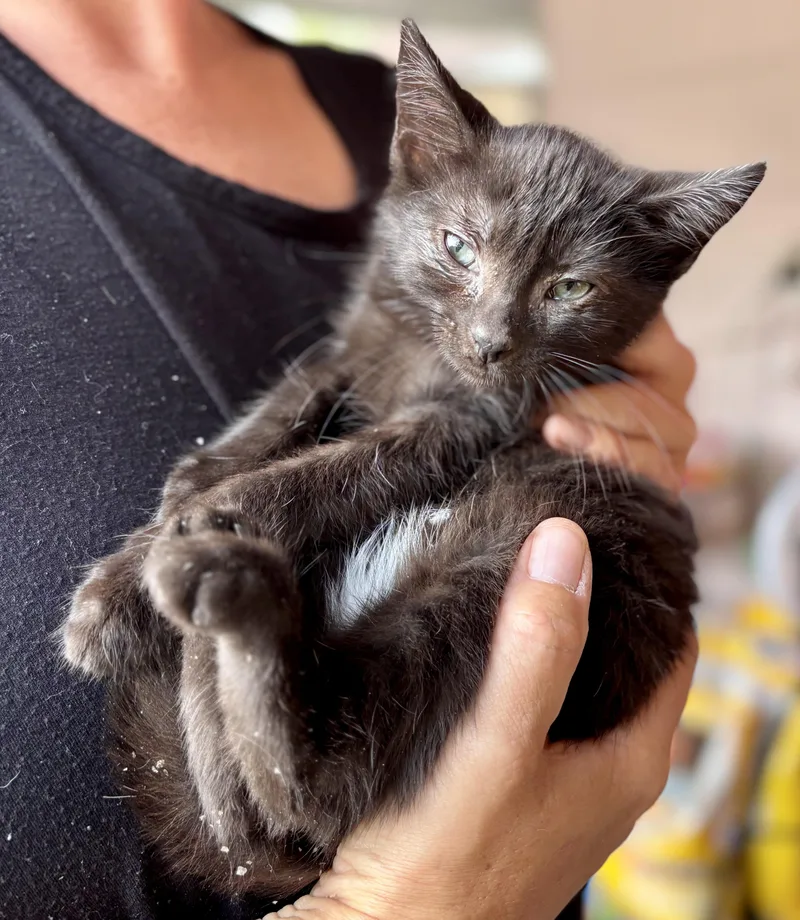 A baby small-sized female Black American Shorthair cat named CornontheCob for adoption in Wallkill, NY