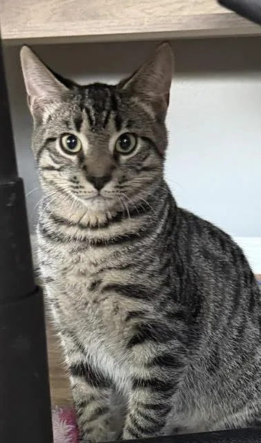 A young medium-sized male Tabby (Brown / Chocolate) Domestic Short Hair cat named Mantis for adoption in Bellmawr, NJ