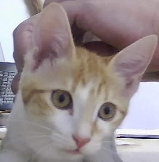 A baby small-sized female Orange & White Domestic Short Hair cat named Creamy for adoption in Anoka, MN