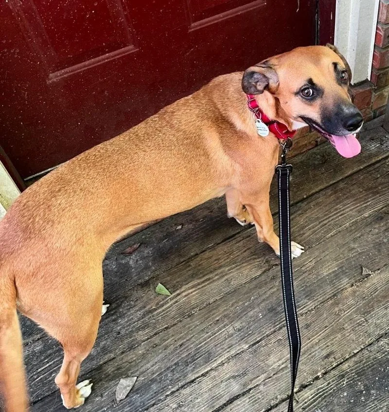 An adult medium-sized female Brown / Chocolate Black Mouth Cur dog named Gemma Rose for adoption in Boston, MA