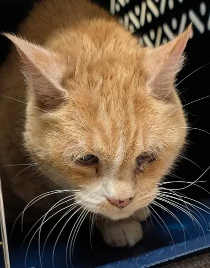 A senior medium-sized male Domestic Short Hair cat named Peapod for adoption in Burlington, WA