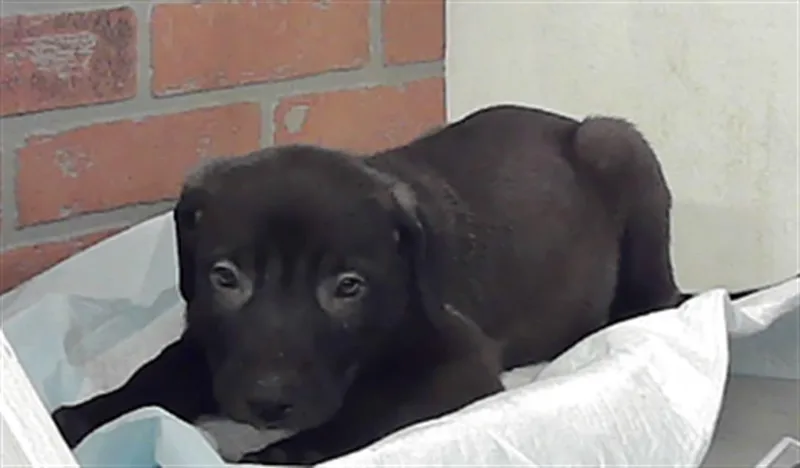 A baby small-sized male Labrador Retriever dog named Samuel for adoption in Houston, TX