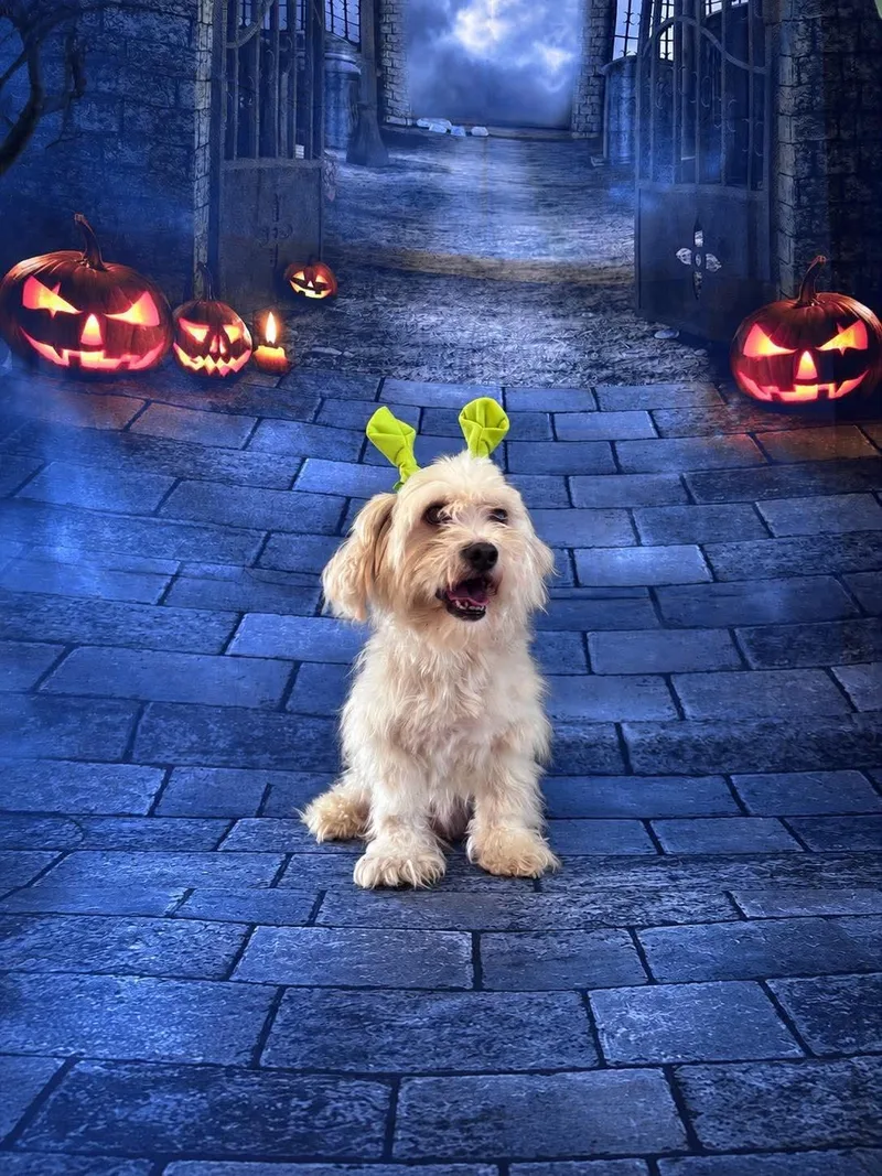 A young small-sized male Shih Tzu dog named Bowden for adoption in Valrico, FL