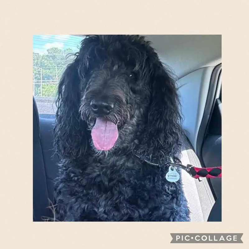An adult large-sized female Giant Schnauzer dog named Lou for adoption in Mobile, AL