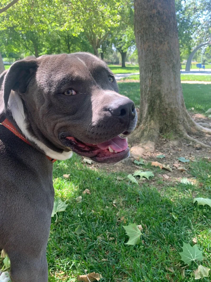 An adult large-sized male Pit Bull Terrier dog named Equilibrium for adoption in Elk Grove, CA