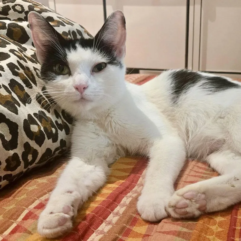 A young medium-sized female Black & White / Tuxedo Domestic Short Hair cat named Honeybee for adoption in Flushing, NY