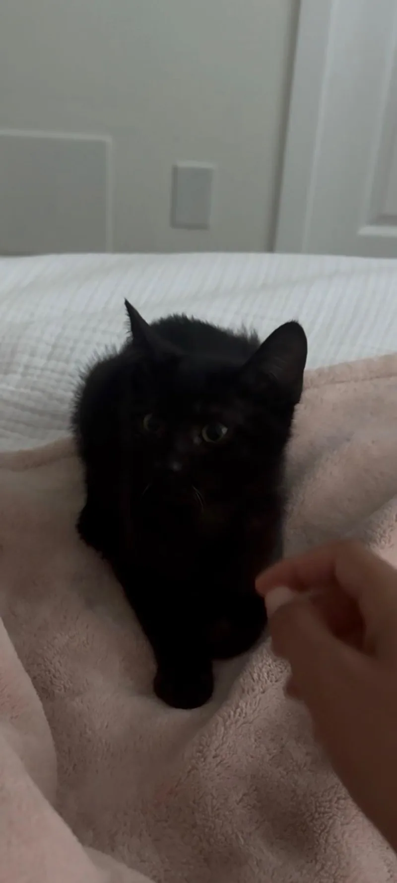 A baby small-sized male Domestic Short Hair cat named Onyx for adoption in Burbank, CA