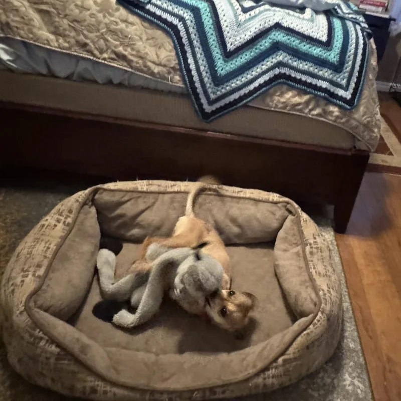 A young small-sized female Yellow / Tan / Blond / Fawn Chihuahua dog named Timmy for adoption in Fresno, CA